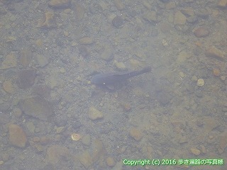38-619高知県土佐清水市
